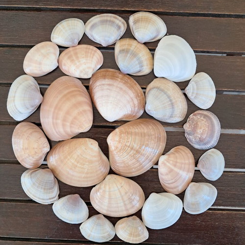 Natural seashell collection like new, pack of 25 from Greek beaches