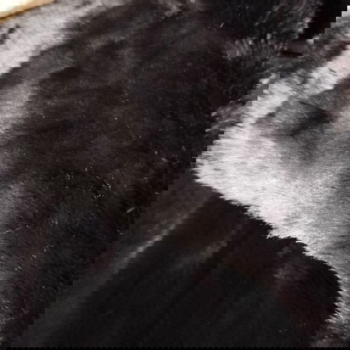 Αφορετη γούνα medium μαύρη με κοντό πέλος και στρογγυλό γιακά καινούργια