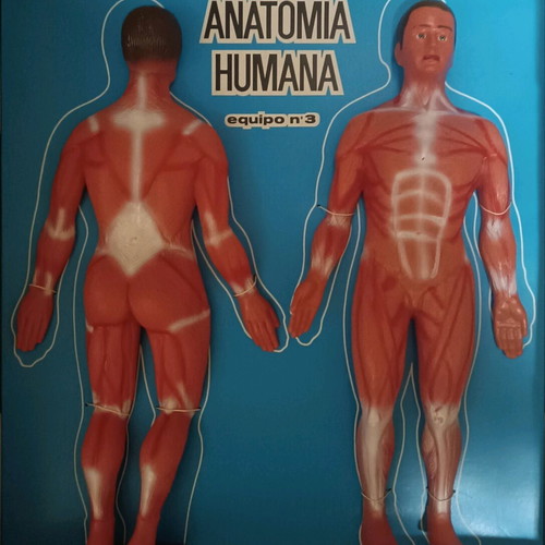 Vintage educational anatomy model with Greek book and red membrane new