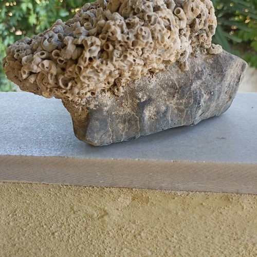 Large Collector's Marine Rock Rapiali 3+ Kg with Ficopomatus Colony