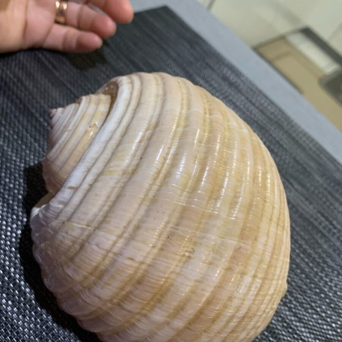 Large natural seashell, vintage coastal decor