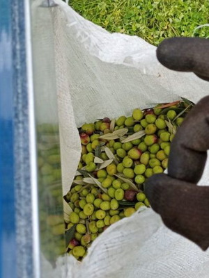 Bulk Extra Virgin Olive Oil New 2025