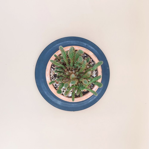 Opuntia Tuna Monstruosa Cactus in Ceramic Pot new