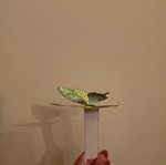 Bookmark hand-painted like new