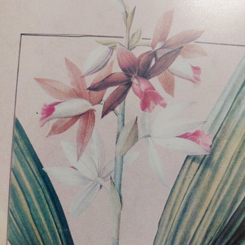 Set of three botanical prints in gold wooden frames