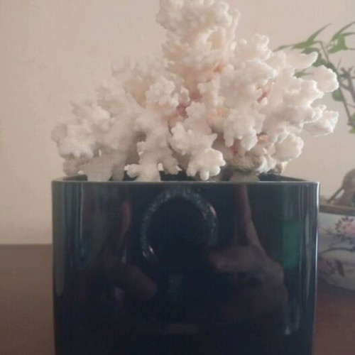 Natural coral Pocillopora verrucosa on driftwood base, like new