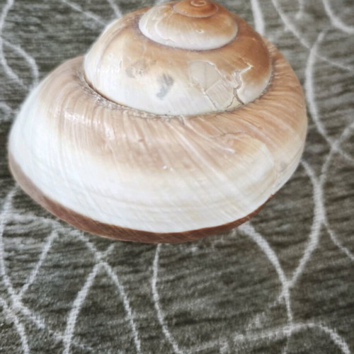 Giant African land snail like new, finished 8.5 cm
