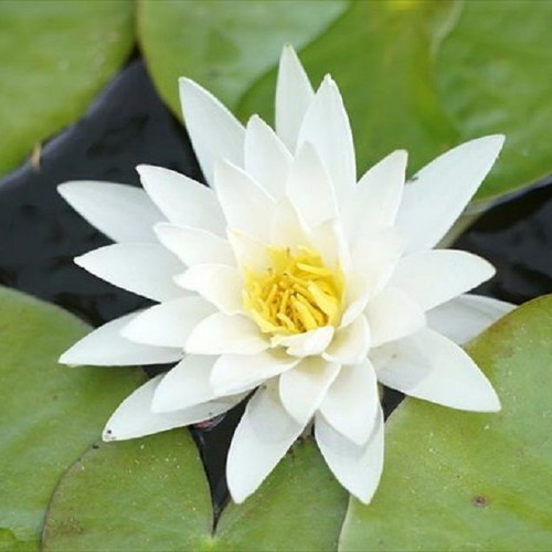 Water Lily Lotus Seeds like new for Aquarium and Pond