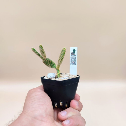 Opuntia microdasys cactus in plastic pot new