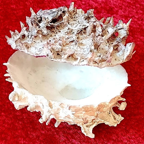 Spiny Oyster Shell like new, natural marine collectible