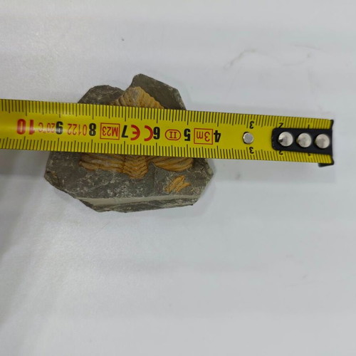 Trilobite Fossil in Natural Shale Rock like new
