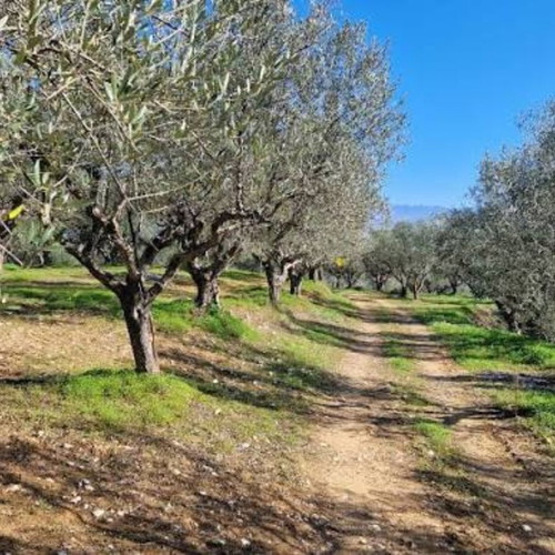 Agricultural land with 25-30 olive trees, panoramic slope, sea view, Evia
