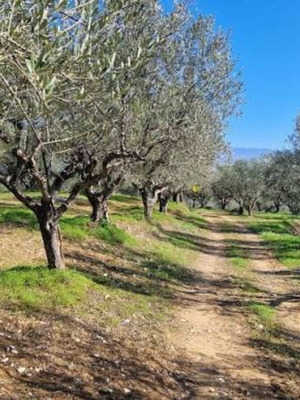 Agricultural land with 25-30 olive trees, panoramic slope, sea view, Evia