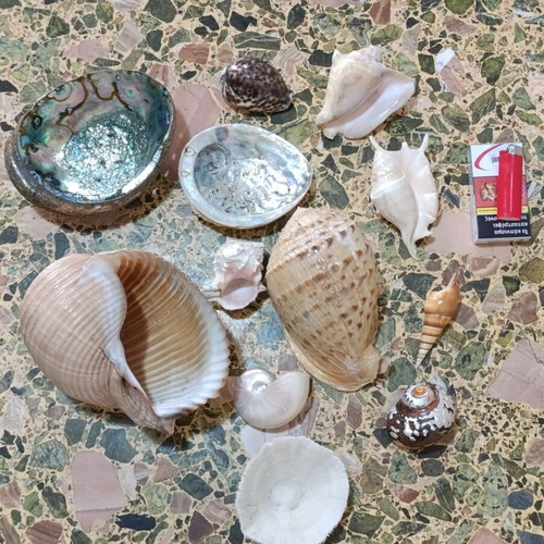 Seashells used, assorted pack with minor damages