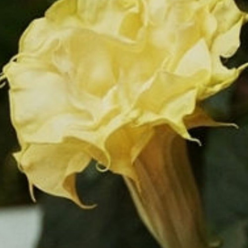 Datura metel 'Golden Queen' new aromatic shrub