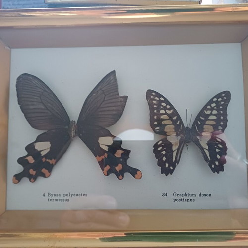 Framed butterfly vintage art 0.20x0.15 used