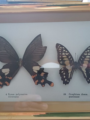 Framed butterfly vintage art 0.20x0.15 used