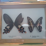 Framed butterfly vintage art 0.20x0.15 used