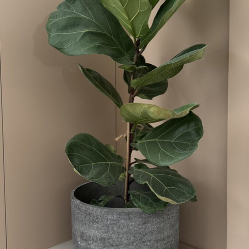 Flower pot like new, concrete, indoor and outdoor use