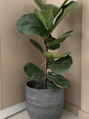 Flower pot like new, concrete, indoor and outdoor use