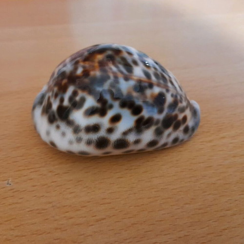 Cypria Tiger Shell 9cm like new, rare find