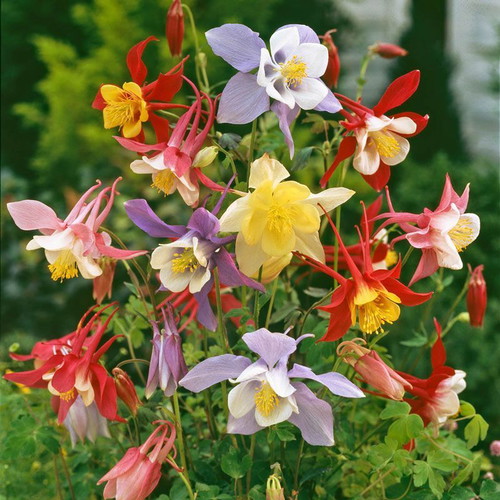 Aquilegia Vulgaris columbine flower seeds, multicolor mix, pack of 20