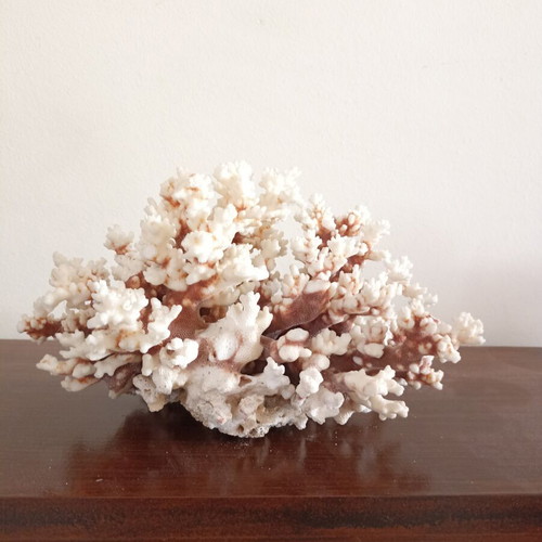 Vintage large natural white coral decor