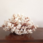 Vintage large natural white coral decor