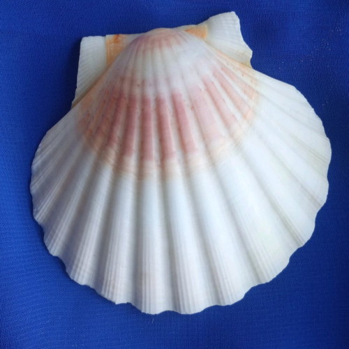 Natural Saint Jaques shells like new, pack of 12