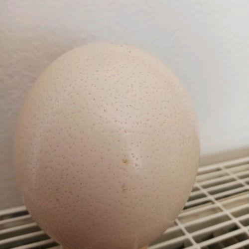Ostrich egg painted like new with stand and painted animals
