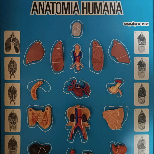 Vintage educational anatomy model with Greek book and red membrane new