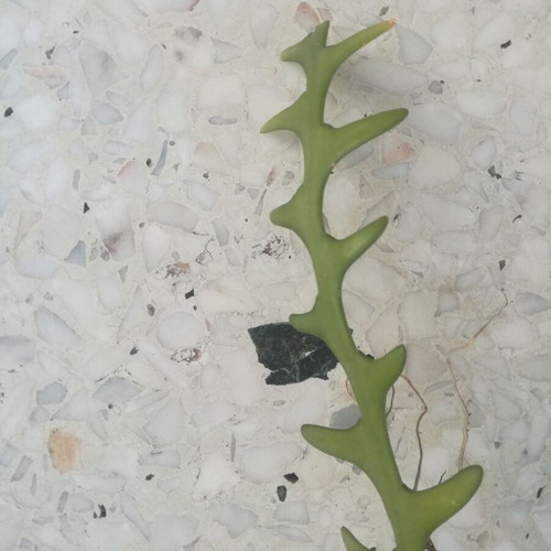 Climbing cactus used, with rooted offset