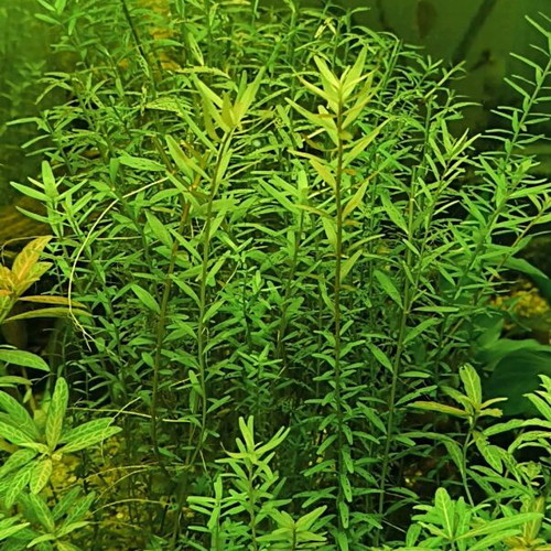 Aquarium plant pack new for easy setup