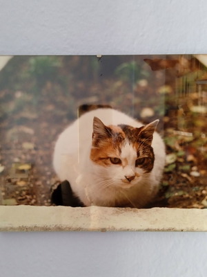 Glass frames used, pack of 6, 20x25 cm