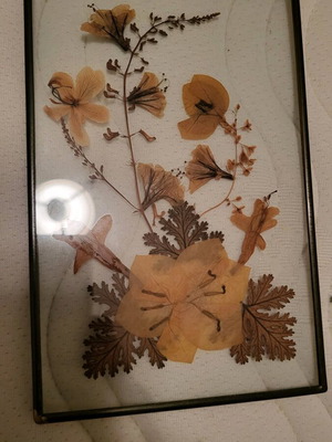Small transparent frame with dried flowers like new
