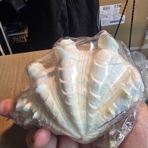 Large Lambis Chiragra Seashell like new, collectible decoration