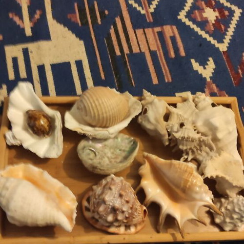 Large Red Sea shells new in various designs