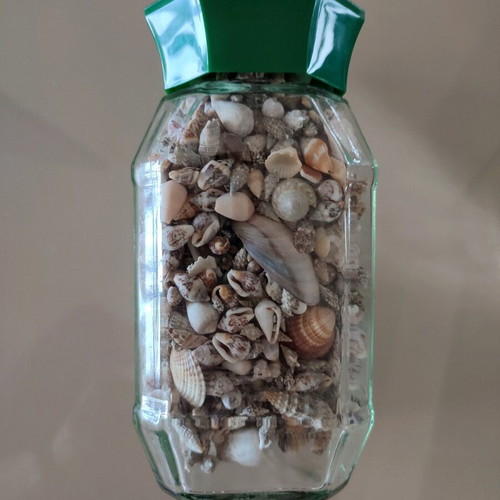 Seashells in jar new large collection