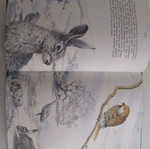 Children's book The restless sparrow used