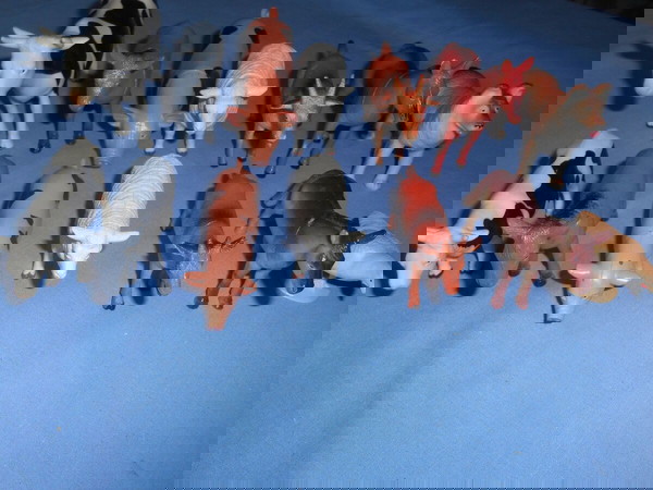 14 zoakia farmas