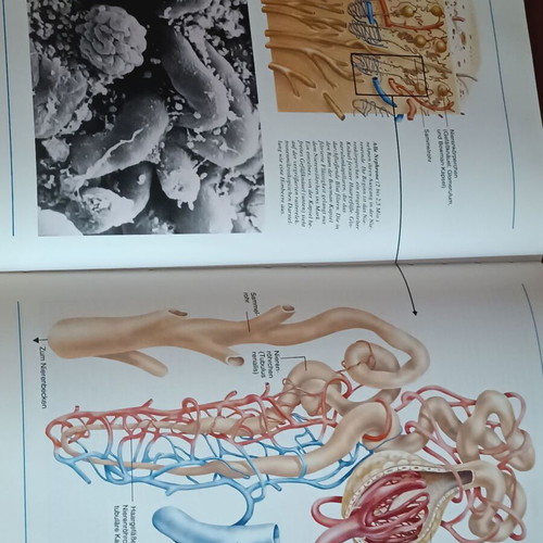 Der Körper des Menschen book like new, German anatomy guide