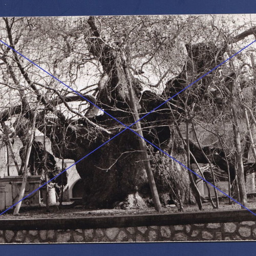 Kos Platanos of Hippocrates postcard used