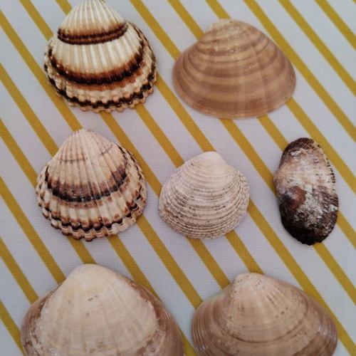 Jar with natural seashells like new