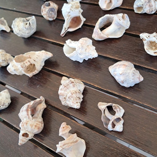 Natural seashell collection like new, pack of 20, various sizes