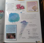 Sea Animals children's encyclopedia like new