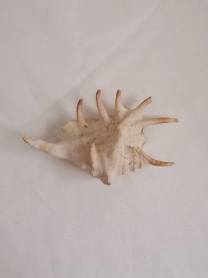 Conch shells used, natural spider shell 13cm