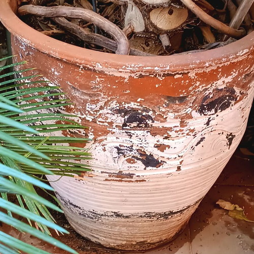 Philodendron bipinnatifidum with concrete pot, height 119 cm, diameter 170 cm