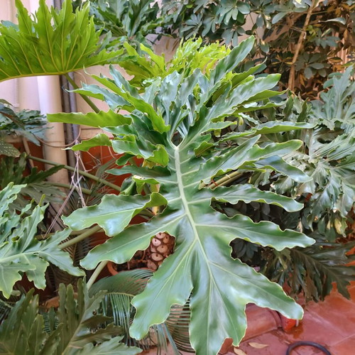 Philodendron bipinnatifidum with concrete pot, height 119 cm, diameter 170 cm