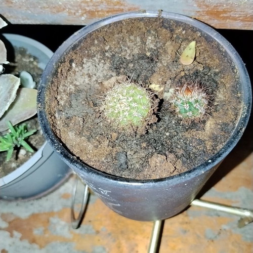 Echinopsis small spherical cactus set of two with dense spines in decorative pot