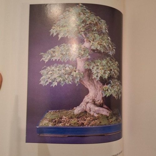 The Art of Bonsai by Andrea Marenzio book